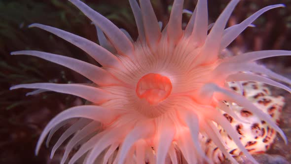 Super close up of bright orange sea anemone filling whole frame