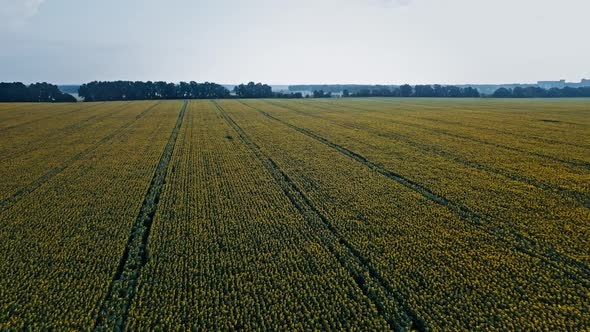 Flowering of Yellow Sunflowers in the Field