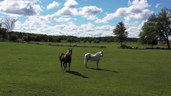 two beautiful horses in pasture fly by low