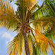 Looking Up Into A Coconut Tree - VideoHive Item for Sale