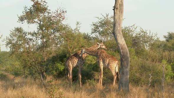 Giraffe (Giraffa giraffa giraffa) two together play fighting