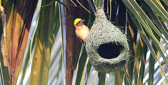 Baya Weaver Nesting