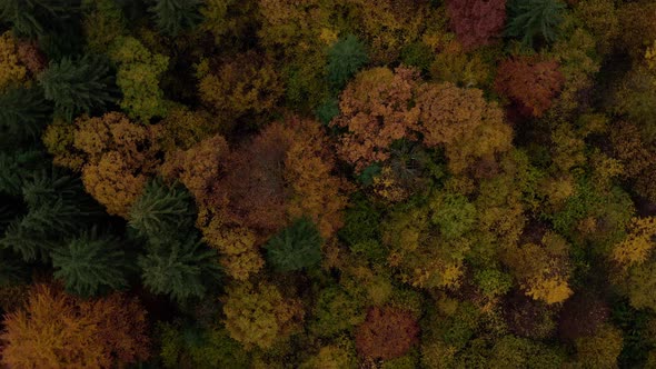 Beautiful Autumn Colors In The Mountain Forest In Romania . - aerial spinning