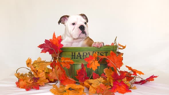 cute puppy english bulldog in autumn harvest basket 4k
