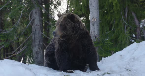 A fierce brown grizzly bear sits atop a snowy hill on a cold, winter's day.  Shot in slow motion