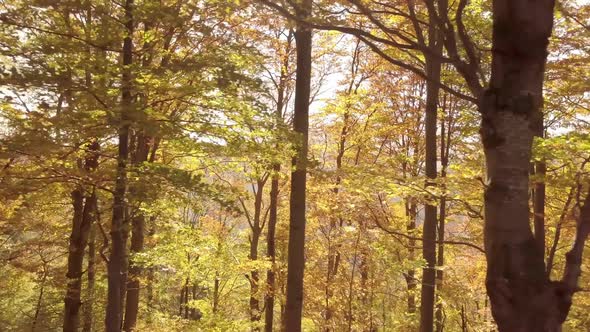 Autumn Forest