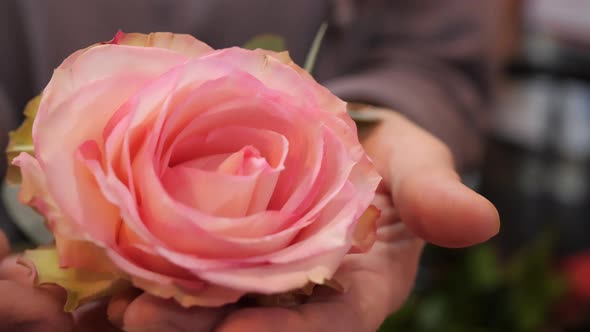 Closeup View of Beautiful Pink Rose Head in Hands