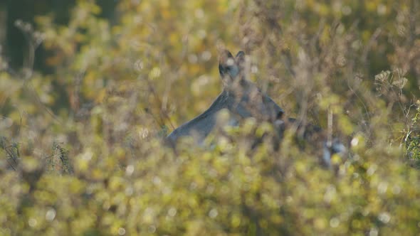 Common wild roe deer perfect closeup on meadow pasture autumn golden hour light