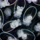 Eggs with Mollusca Nudibranchia Embryos Under a Microscope Possibly Superfamily Fionoidea - VideoHive Item for Sale