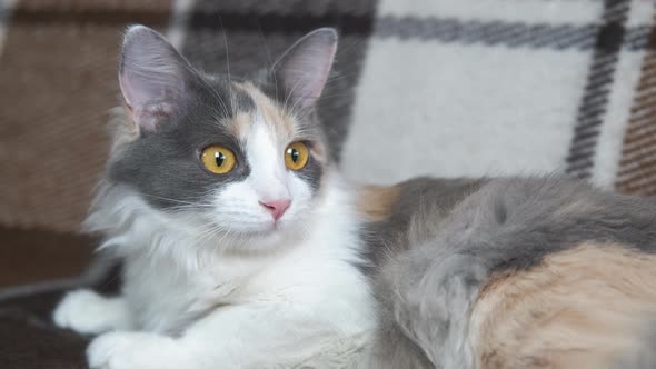 Adorable Cat on the Sofa