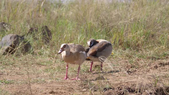 Two nijl goose eat in Pilanesberg Game Reserve