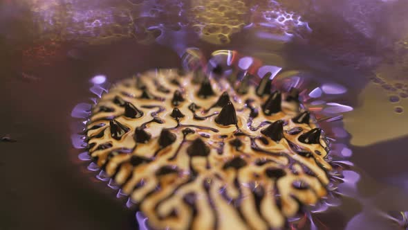 Ferrofluid. Beautiful Colors and Fantastic Shapes. Close-up.
