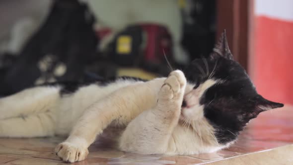 Black and white cat licking its front paw and using saliva to clean the ear from dirt and dust, whic