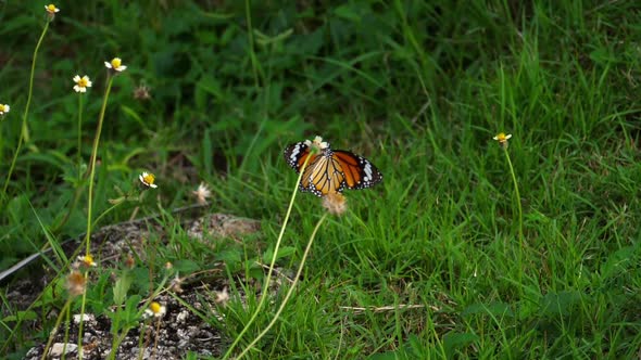 Monarch Butterfly on Flower