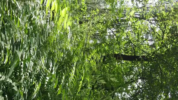 Vertical Video Aerial View Inside a Green Forest with Trees in Summer