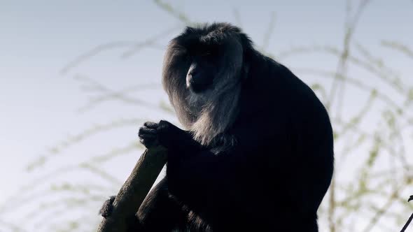 Macaque Monkey On Branch In The Sun