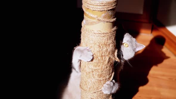 Gray Fluffy Cat Sharpens Claws on a Scratching Post in the Rays of Sunlight