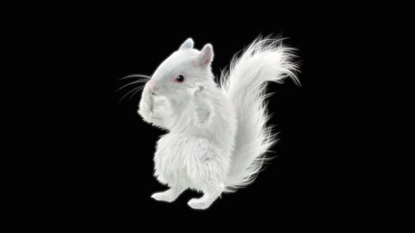 Squirrel Dancing HD