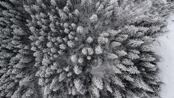 Aerial Flying over Mountain Winter Pine Forest