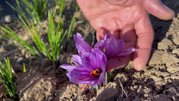 Picking a beautiful saffron flower