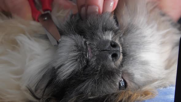 Groomer Pets Scared Shihtzu Puppy and Cuts Brown Grey Fur
