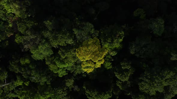 Zooming out from the yellow flowers of a tree in a tropical forest canopy