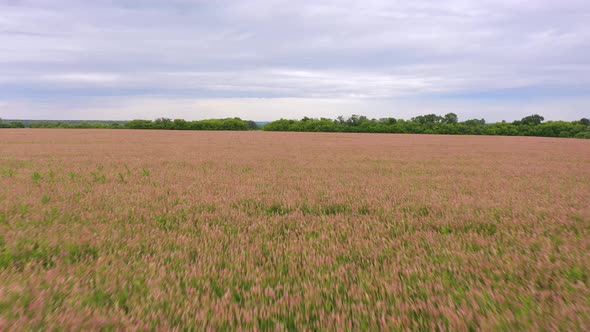 Sainfoin a Grazing Forage Crop Blowing in the Wind on a Saskatchewan Farm