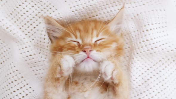 Cute Ginger Kitten Sleeping on a Fur White Blanket