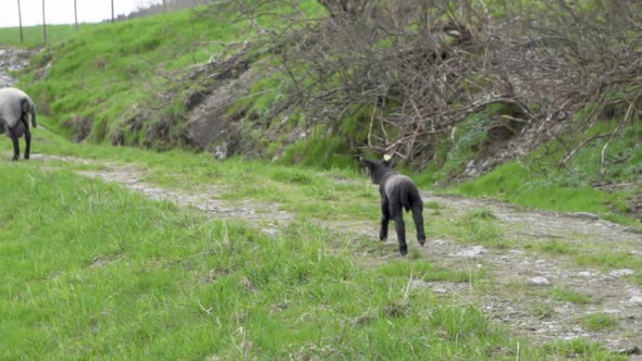 Small black suffolk lamb running back to group of sheep_slomo