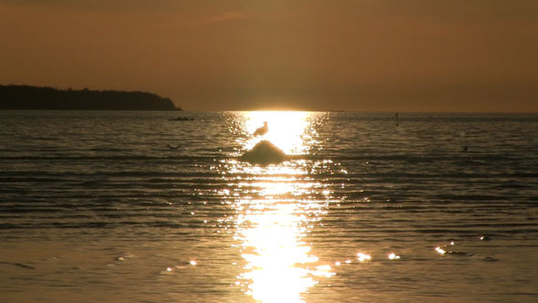 Bird On A Rock In The Sea With A Sunset Reflection