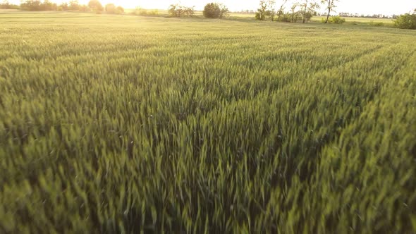 Aerial of the Alive Green Wheat Field From a Low Flying Drone in Summer  