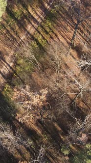 Vertical Video Forest in Autumn Aerial View Slow Motion