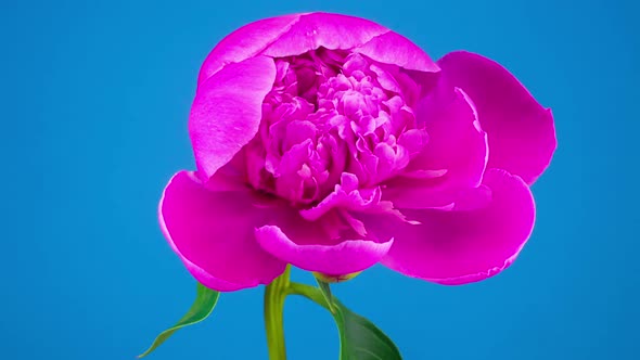 Pink Peony Flower Blooming