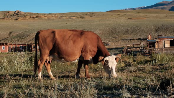 Dairy Cow Grazing Near Altai Farm in the Morning