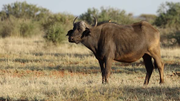 African Buffalo With Oxpecker Bird 