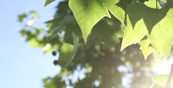 Sunshine Tree Leaves 02