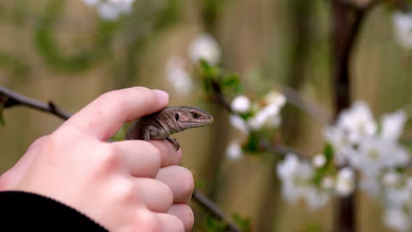 Close-up, in Children's Hands, a Beautiful Brown Lizard. Against the Backdrop of a Spring Blossoming