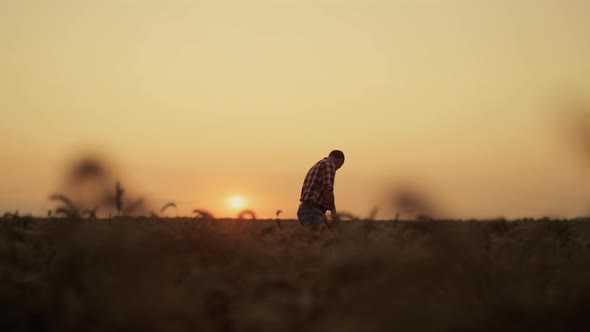 Farmer Man Silhouette Examining Wheat Grain Sunset Farmland