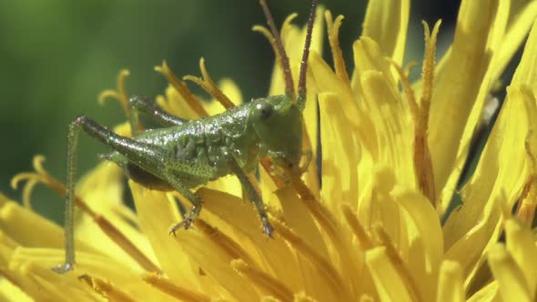 Small Green Grasshopper On A Dandelion Flower