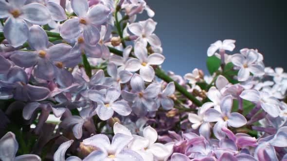 Panicles Of Lilac Flowers