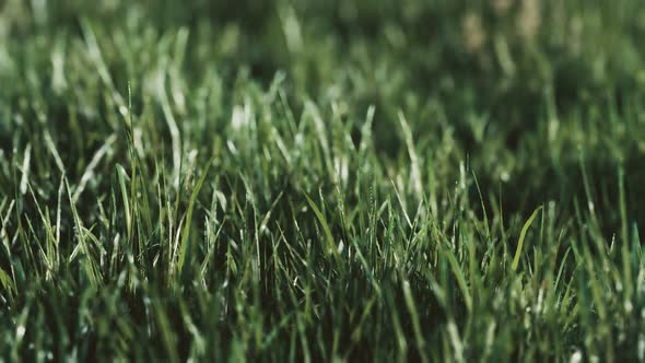 Soft Defocused Spring Background with a Lush Green Grass