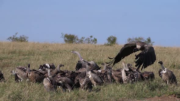 African White Backed Vulture, gyps africanus, Ruppell's Vulture, gyps rueppelli