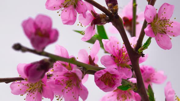 Pink Cherry Tree Flowers Blossoms