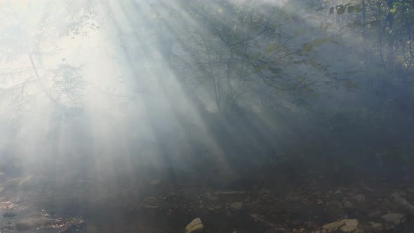 Camera movement through the thick fog in the autumn forest. The sun's rays cut through the fog. 