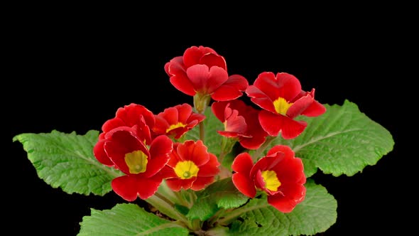 Timelapse of Red Primula ( Primrose ) Flower Blooming