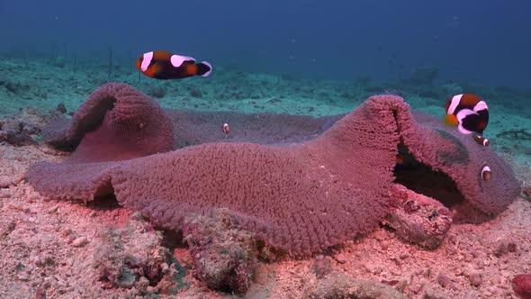 Clownfish, Shoal, Coral