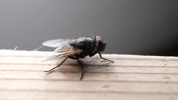 Domestic Fly In Detail 