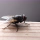 Domestic Fly In Detail  - VideoHive Item for Sale