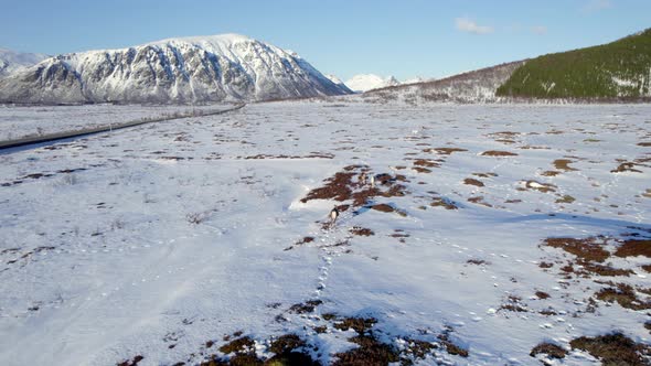 Reindeer grazing in a snow covered field, walking towards the scenic mountains in the background. Ae