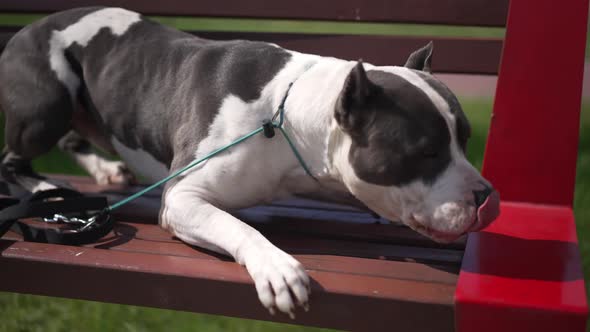 Carefree American Staffordshire Terrier Lying on Bench in Sunshine Standing Up on Paws Looking at